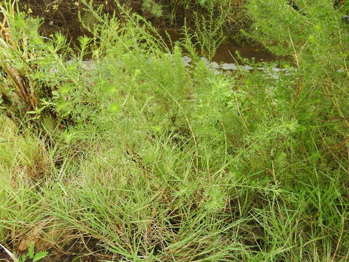Artemisia capillaris