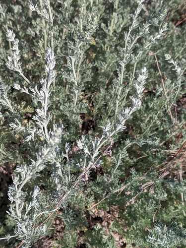 Artemisia frigida