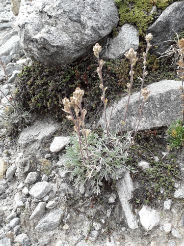 Artemisia genipi