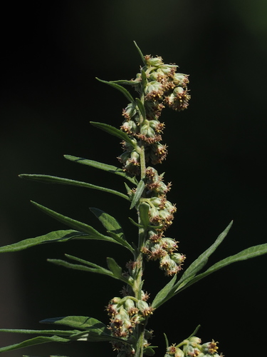 Artemisia indica