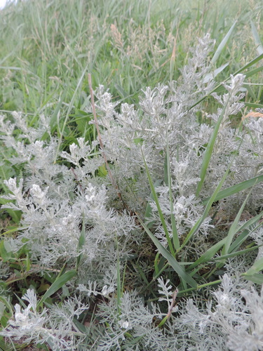 Artemisia maritima