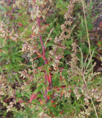 Artemisia princeps