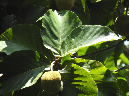 Artocarpus chama