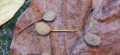 Artocarpus chama