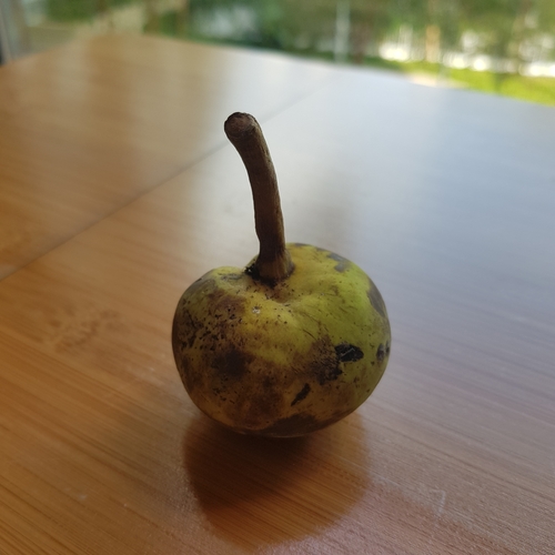 Artocarpus dadah