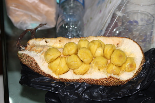 Artocarpus integer