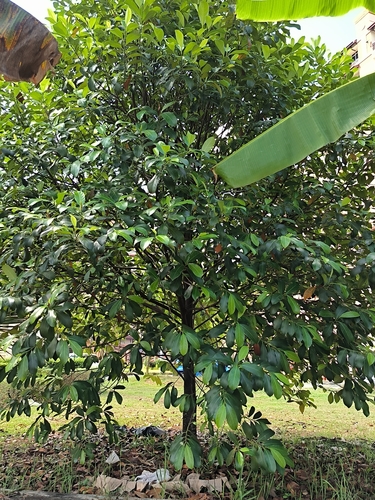 Artocarpus integer