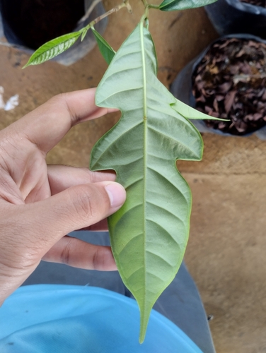 Artocarpus kemando