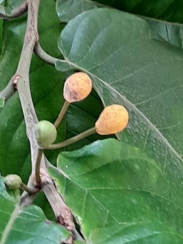 Artocarpus ovatus