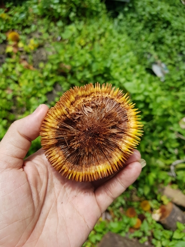Artocarpus rigidus