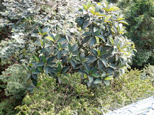 Artocarpus scortechinii