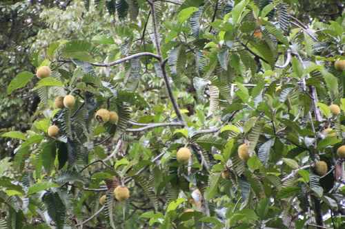 Artocarpus tamaran