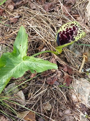 Arum dioscoridis