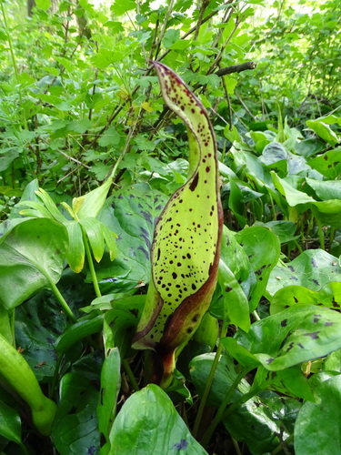 Arum maculatum