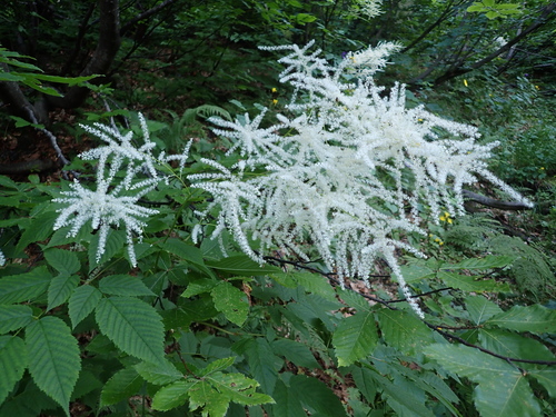 Aruncus sylvester