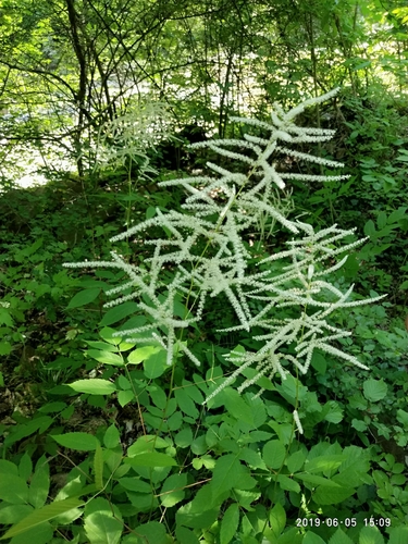 Aruncus sylvester