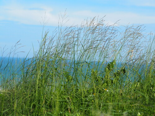Arundinella setosa
