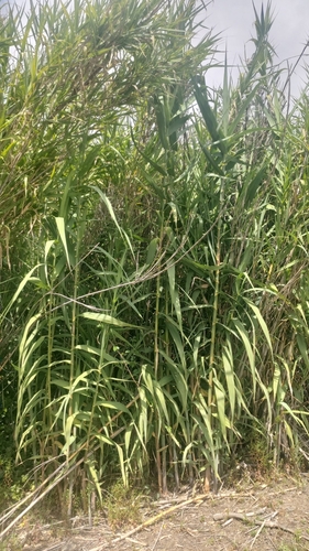Arundo donax