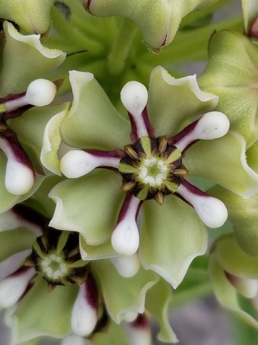 Asclepias asperula