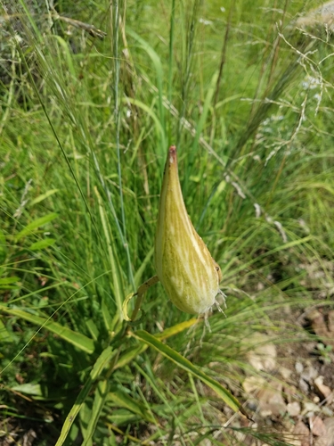 Asclepias asperula