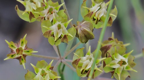 Asclepias expansa