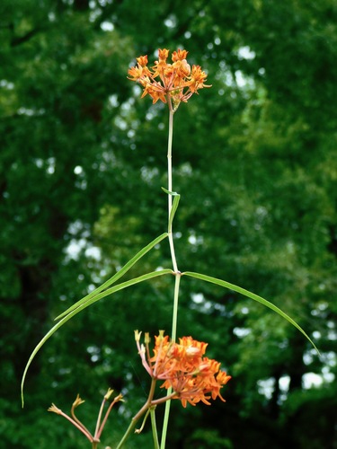 Asclepias lanceolata