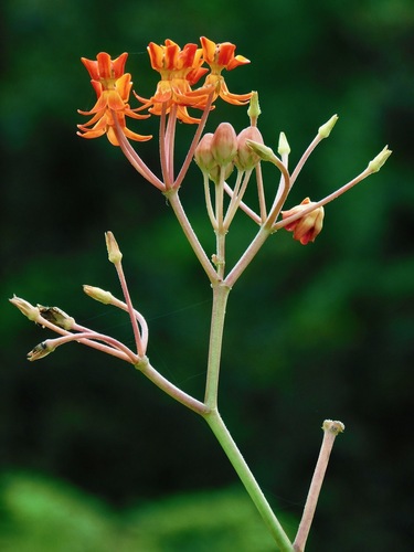 Asclepias lanceolata