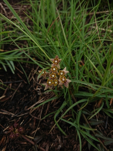 Asclepias multicaulis