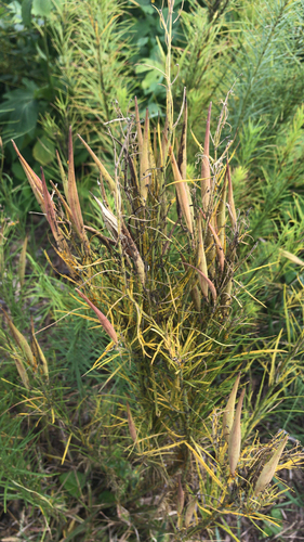 Asclepias verticillata