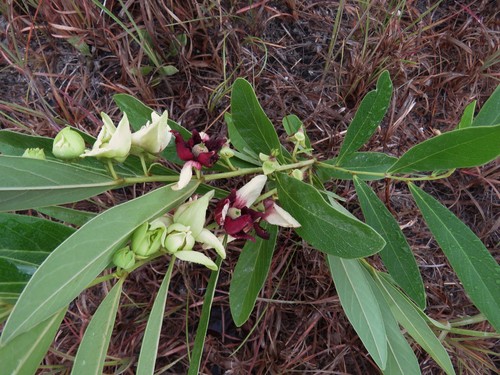 Asimina pygmaea