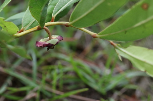 Asimina pygmaea