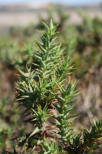 Aspalathus cordata
