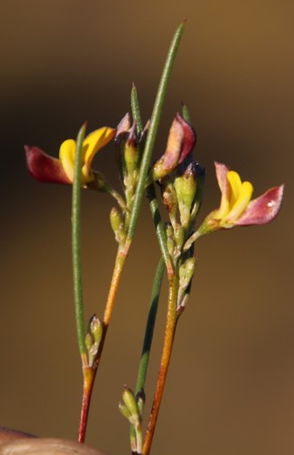 Aspalathus linearis