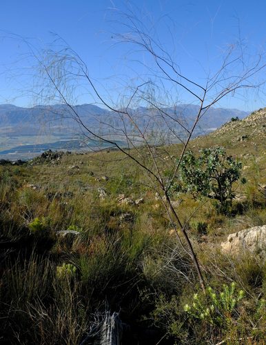 Aspalathus pendula