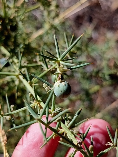 Asparagus aphyllus