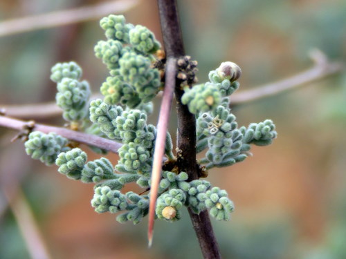 Asparagus capensis