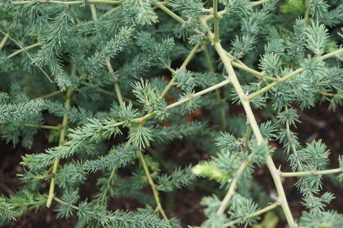Asparagus cooperi