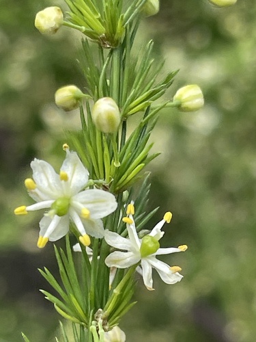 Asparagus cooperi