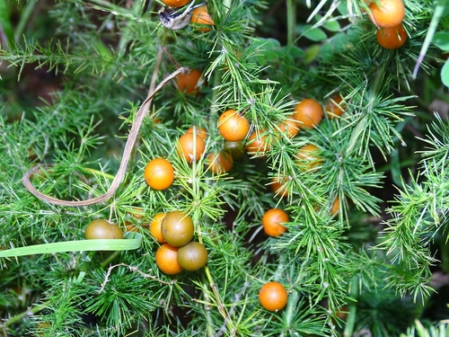 Asparagus flagellaris