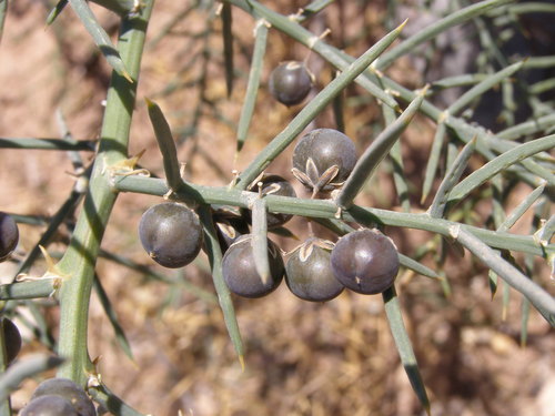 Asparagus horridus