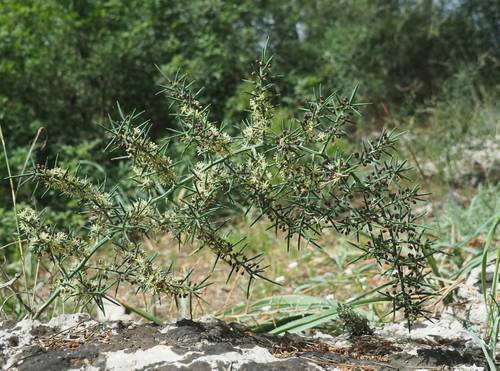 Asparagus horridus
