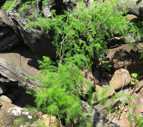 Asparagus setaceus