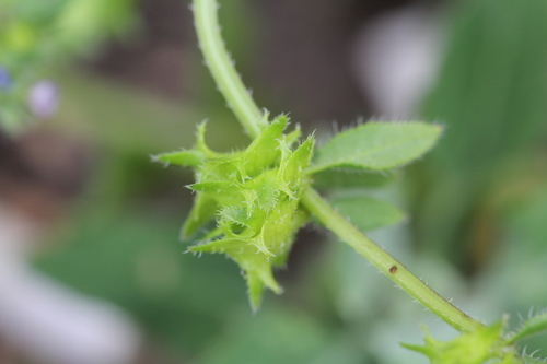 Asperugo procumbens