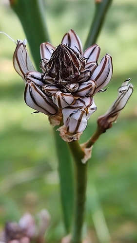 Asphodelus aestivus