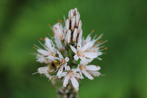 Asphodelus albus