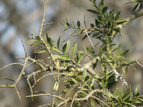 Aspidosperma quebracho-blanco