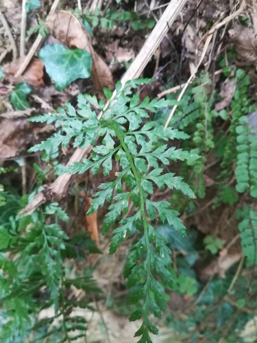 Asplenium adiantum-nigrum