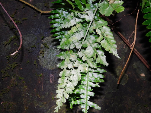 Asplenium affine