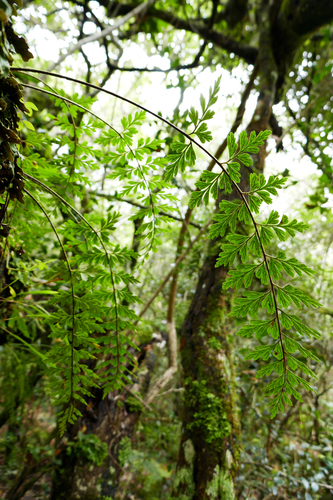 Aspleniaceae