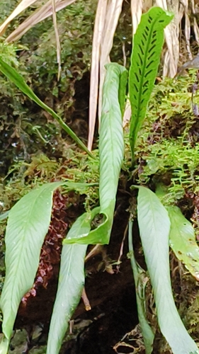 Asplenium ensiforme